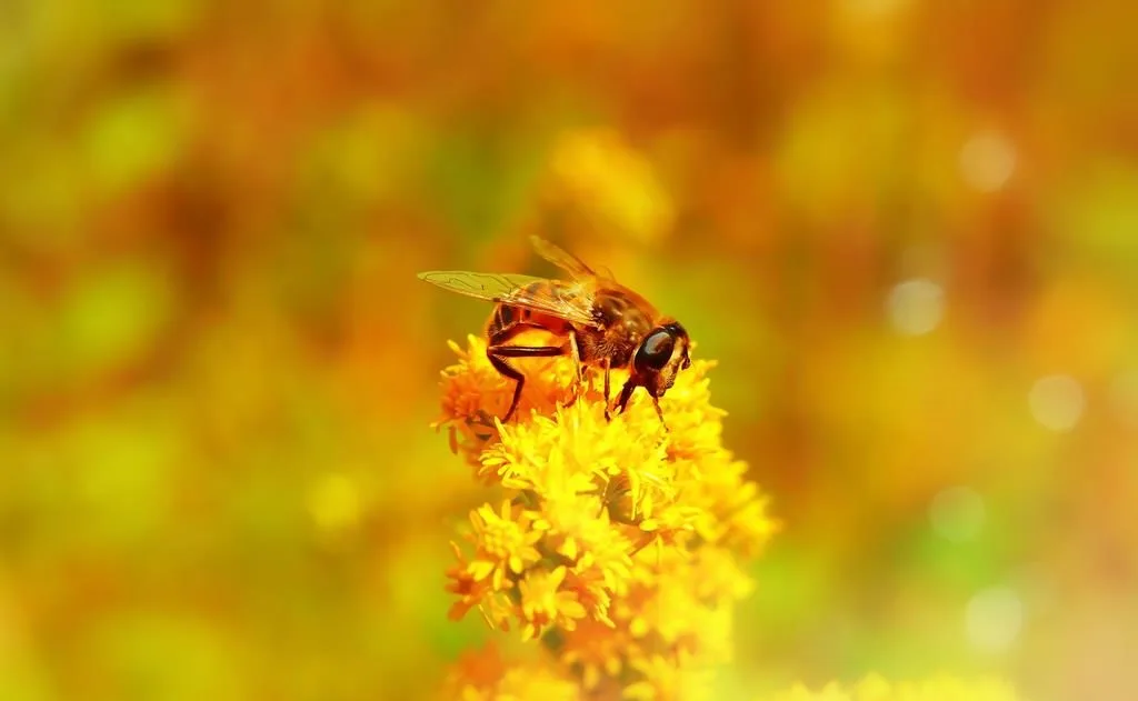 mel e propolis