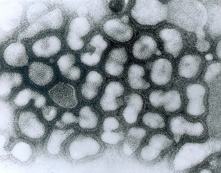 o vírus influenza A costuma ser mais perigoso e causar mais epidemias se comparado aos tipos B e C