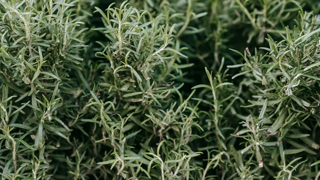 o alecrim é rico em ativos que combatem à micose e fortalecem as unhas