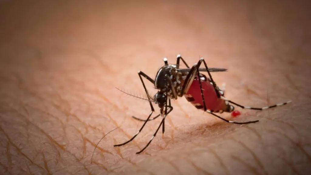 Uma forma de como identificar o mosquito da dengue é observar se o corpo do inseto possui manchas brancas.
