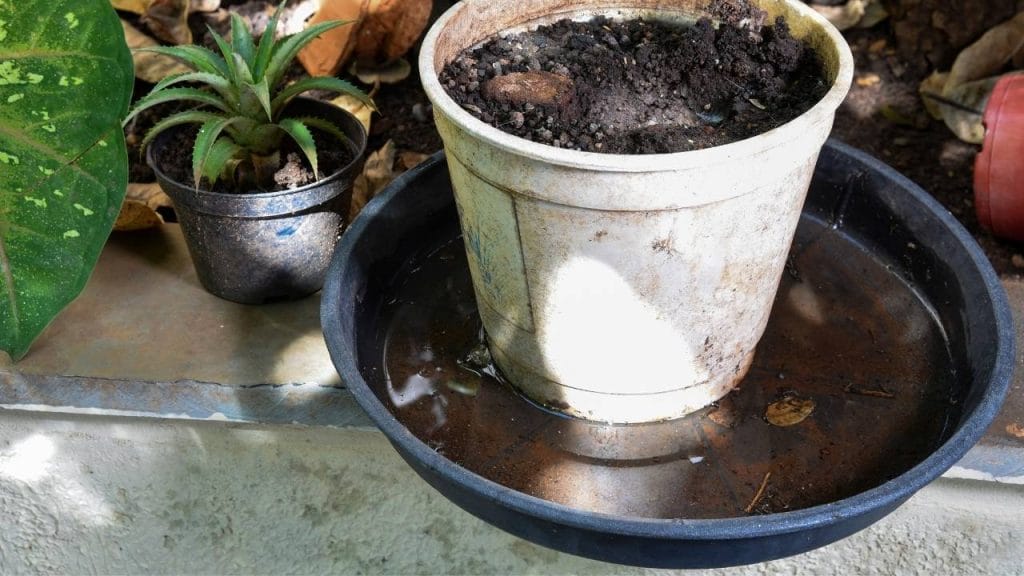 Eliminar focos de água parada é uma excelente forma de evitar a dengue.