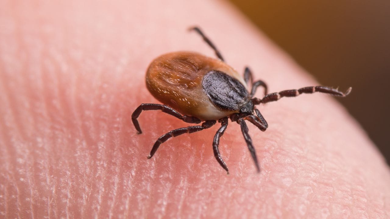 carrapato na pele transmitindo doença de lyme