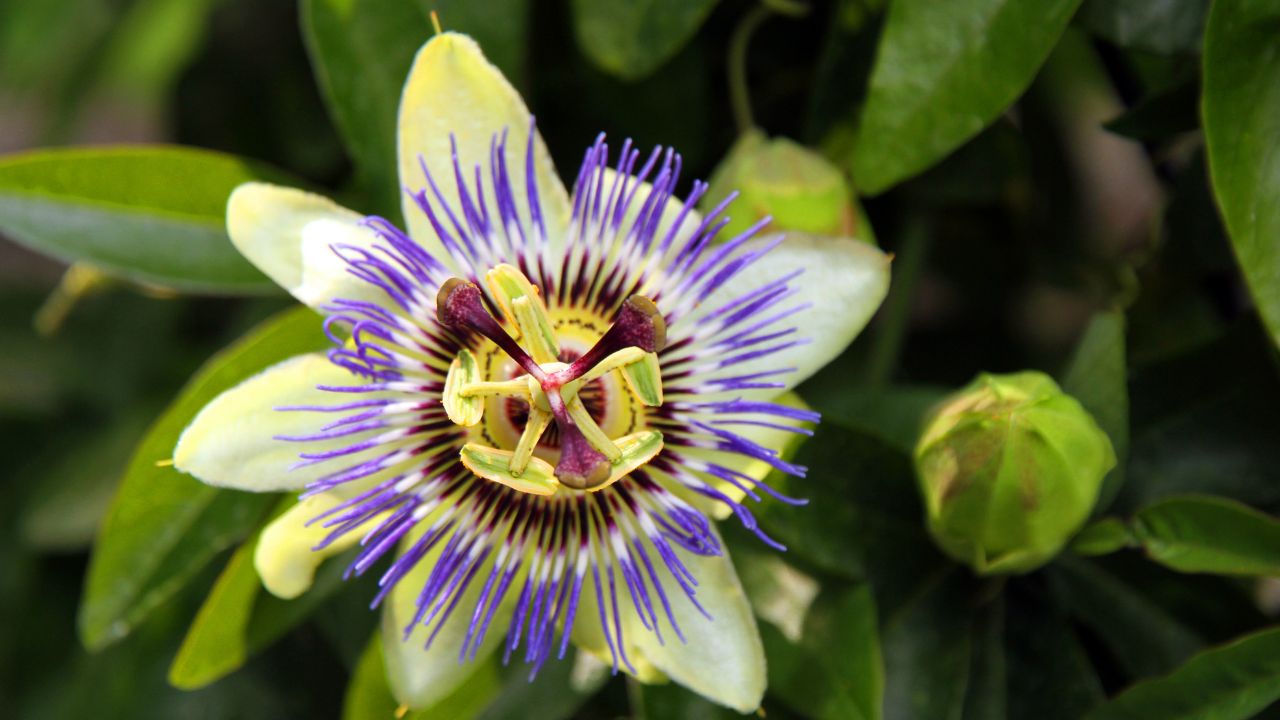 passiflora